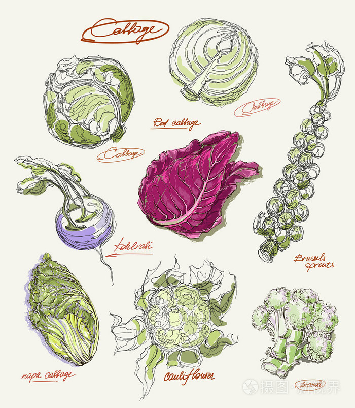 矢量绘图的白菜集