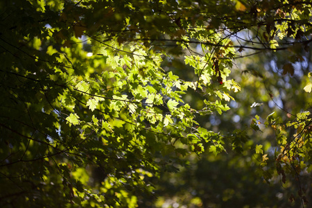 黄枫叶, 秋季自然背景, 选择性焦点秋季散景。特写