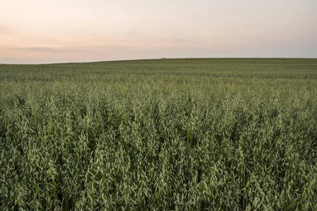 在黄昏的天空中, 小麦生长在田间的绿燕麦耳.农业.自然产品照片