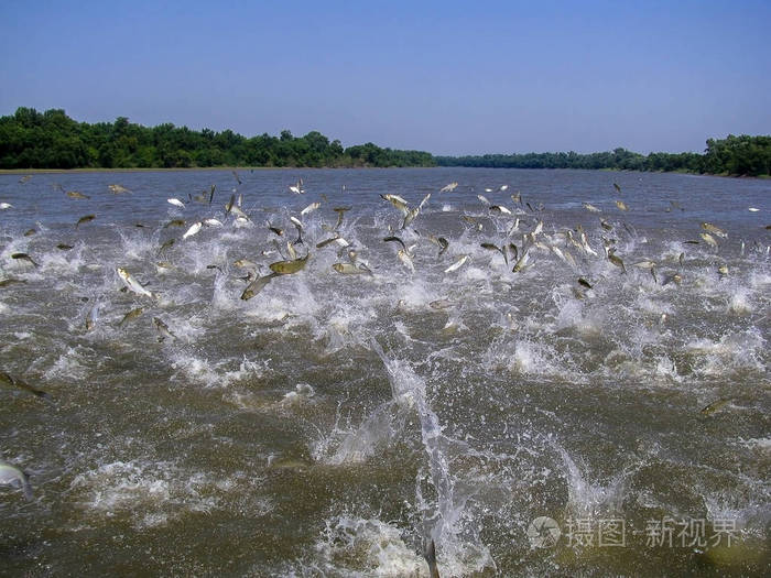 亚洲鲤鱼大量跳出水面