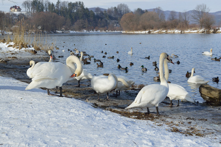 天鹅和野鸭在湖在冬季时间图片