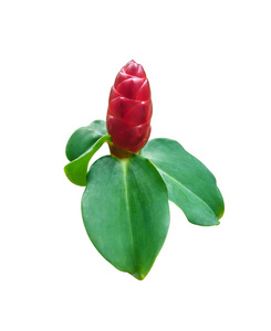 Cheilocostus Speciosus 花分离白色背景