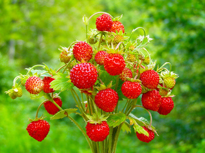 甜点: 两罐新鲜酸奶, 牛奶和野草莓甘菊和野草莓无缝水果水彩小红莓