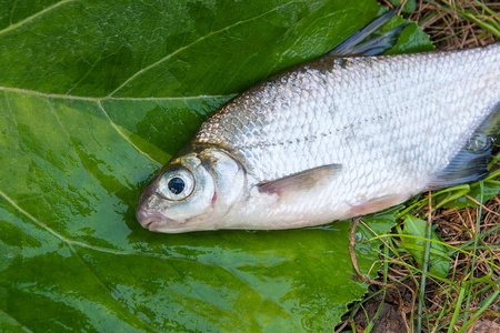 鲤鱼鳊鱼图片-鲤鱼鳊鱼素材-鲤鱼鳊鱼插画-摄图新视界