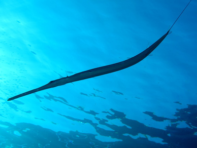 顺利 cornetfish