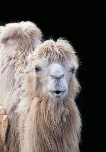 有趣的骆驼肖像