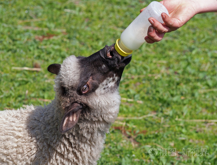 年轻的羊从一小瓶吸奶
