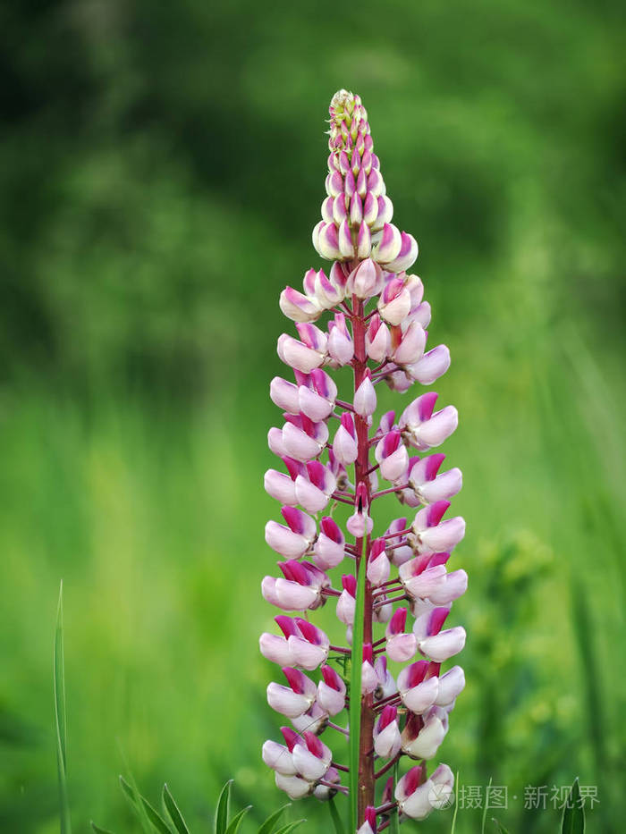 花一羽扇花粉红色特写
