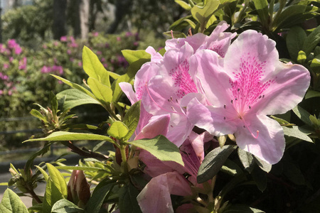 户外花园里有叶子的特写粉红色花朵