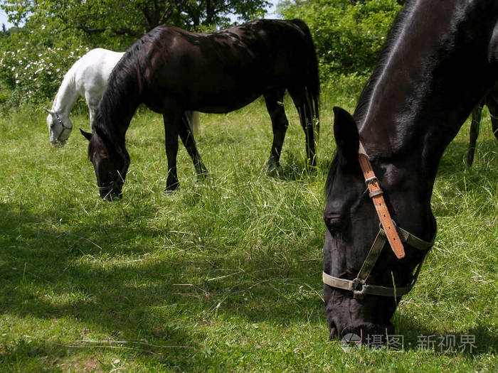 两匹黑马和一匹白马在春季放牧