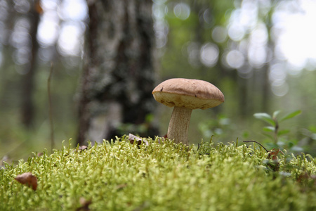 生长在森林里的蘑菇