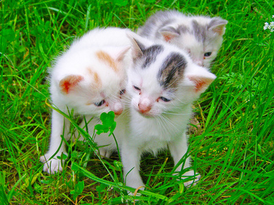 三只小猫坐在草地上