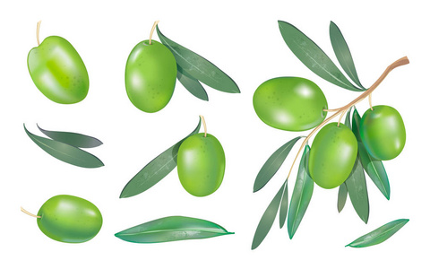 逼真的3d 收集与绿色橄榄莓和分支与叶子被隔绝在白色背景。矢量有机食品集插图