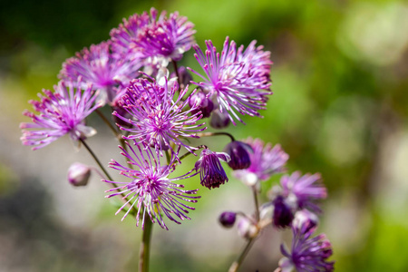 原始盛开的粉红色的花朵 唐松草 aquilegiifolium 绿色背景