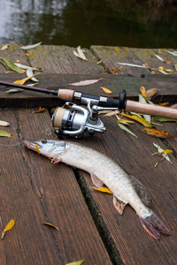 淡水的白斑狗鱼和捕鱼设备位于木制背景