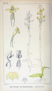植物的例证。复古图像