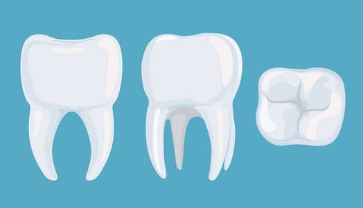 从不同侧面的纯根牙。矢量插图