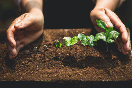 咖啡植物图片-咖啡植物素材-咖啡植物插画-摄图新视界