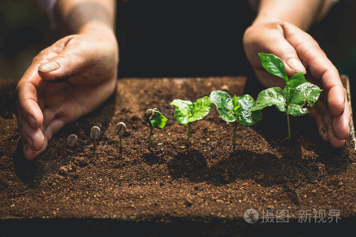 鲜绿植物自然特写中的植物咖啡苗