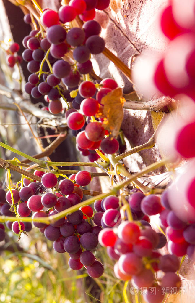 葡萄园葡萄园红叶浆果与阳光日落