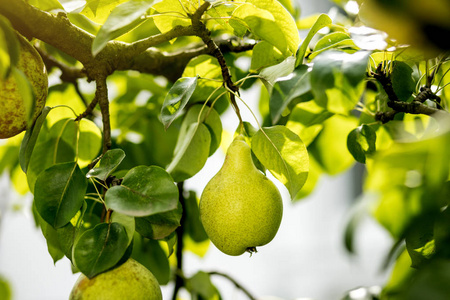 美味的年轻健康有机多汁梨挂在树枝上
