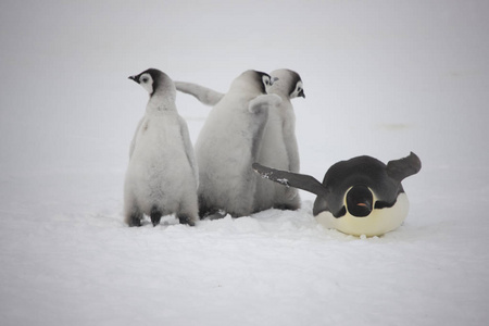 南极洲皇帝企鹅与幼崽特写在多云天