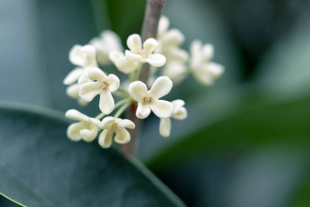 金桂花图片 金桂花素材 金桂花插画 摄图新视界