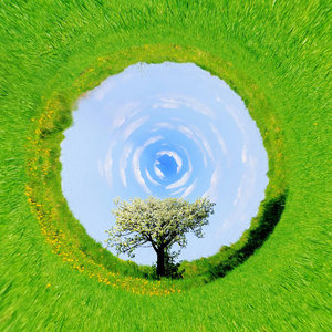 360度景观中的单朵树春季