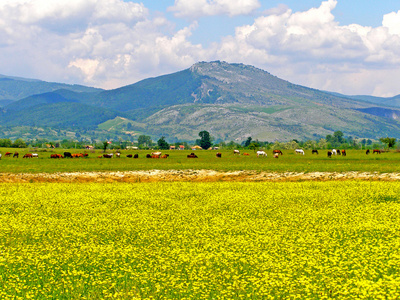 罗马尼亚夏季农村