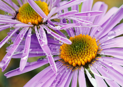 在花园里的紫雏菊