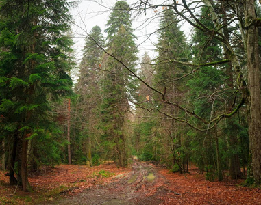 用绿色针叶树的森林里覆盖着秋天明亮叶子的泥浆和水坑的道路