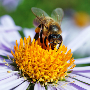 蜜蜂和雏菊