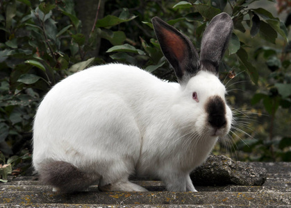 加州的兔子加州品种的兔子照片