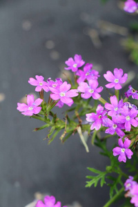 花园里的紫色花是美丽的