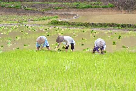 农民在水稻领域工作的