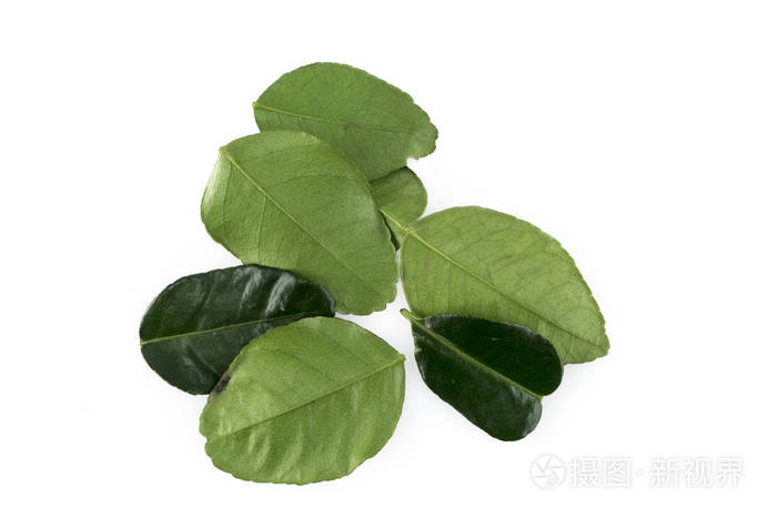 青柠叶