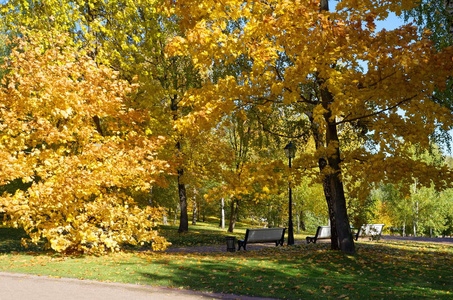 在城市公园的金色秋天图片