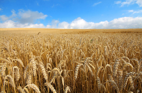 农村农田日照日暖色黄小麦的景观