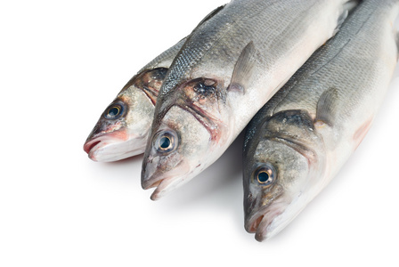 上白鲈鱼 产量照片