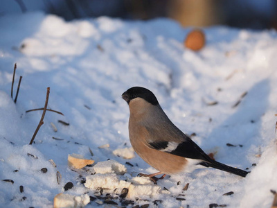 bullfinch 在森林的树枝上