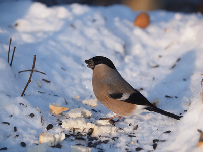 bullfinch 在森林的树枝上