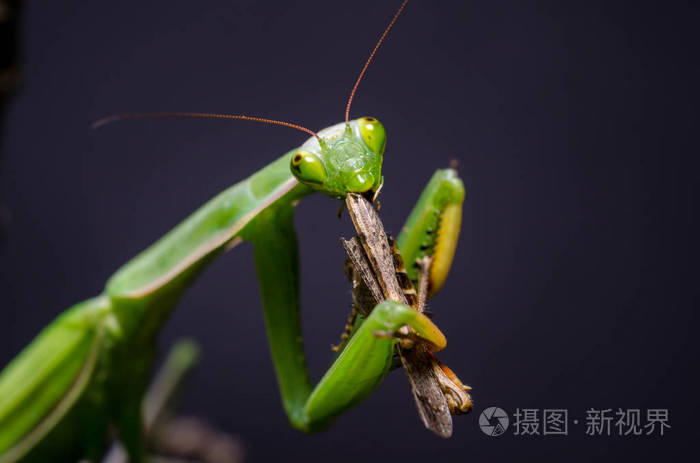 螳螂religiosa吃蚱蜢