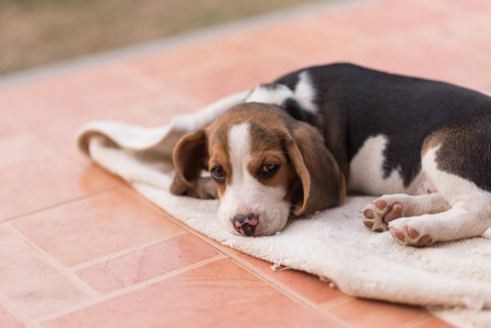 小猎犬睡在地板上