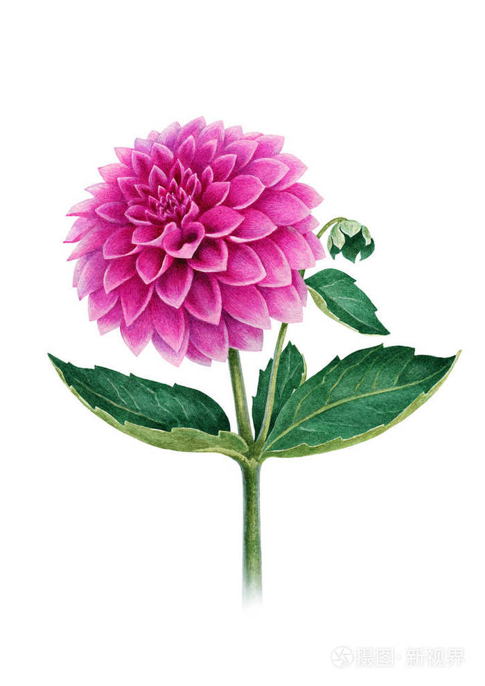 一朵大丽花花的水彩插图