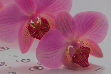 粉红色美丽兰花与滴