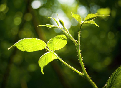 绿色的植物