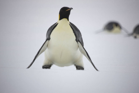 南极洲皇帝企鹅特写多云日的肖像