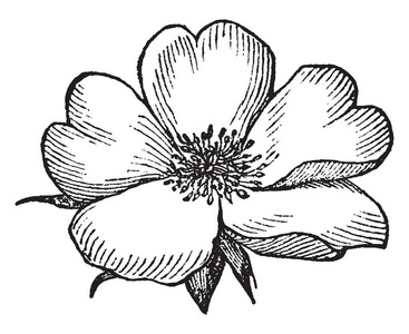 花冠花瓣rosaceous 花冠花的图像, 是花朵部分的内圆, 由花瓣复古线条