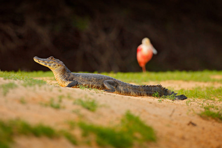 yacare 凯门鳄, 鳄鱼在海滩与黄昏太阳, 潘塔纳尔, 巴西, widlife 在