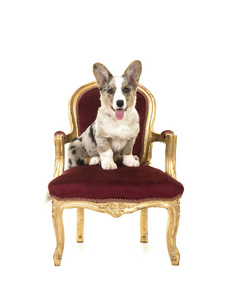 威尔士科吉小狗坐在一个红色和金色的巴洛克式椅子上